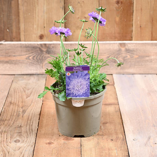 Scabiosa Mariposa Blue 3 L
