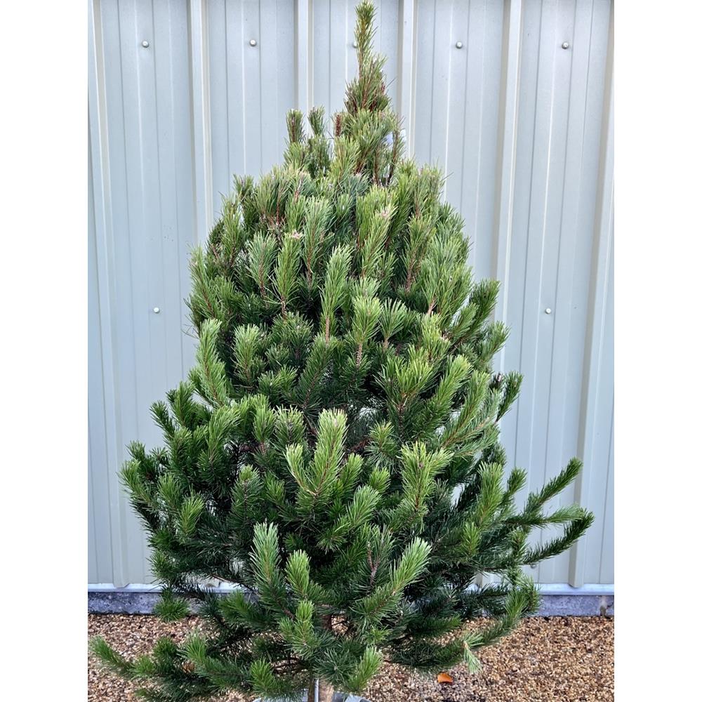 Scots Pine Premium Grade 175/200