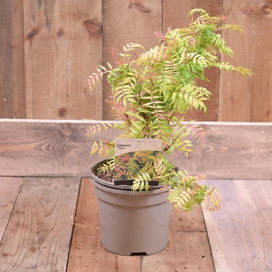 Sorbaria Sorbifolia 'Sem' 3L