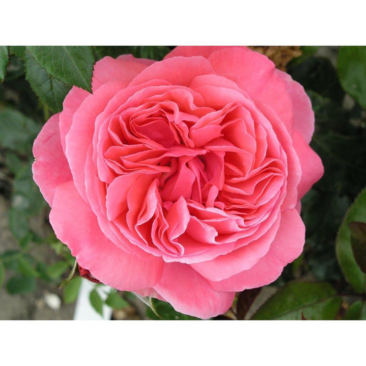 Special Anniversary 3L