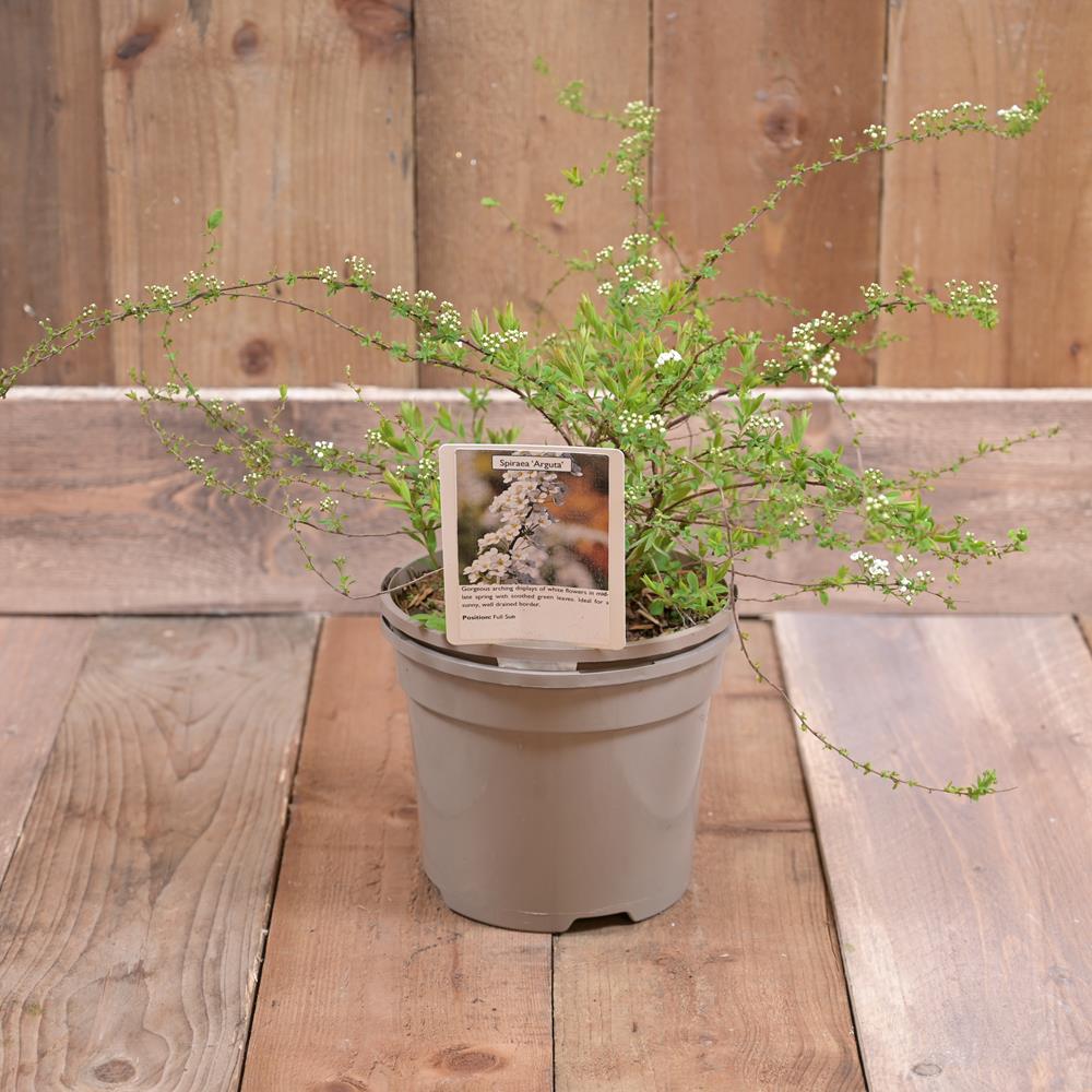 Spiraea Arguta 3L