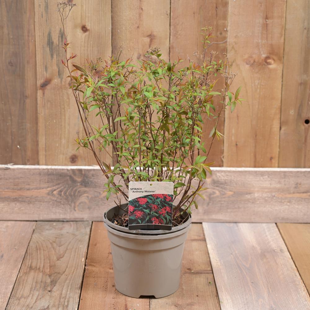 Spiraea Japonica Anthony Waterer 3L