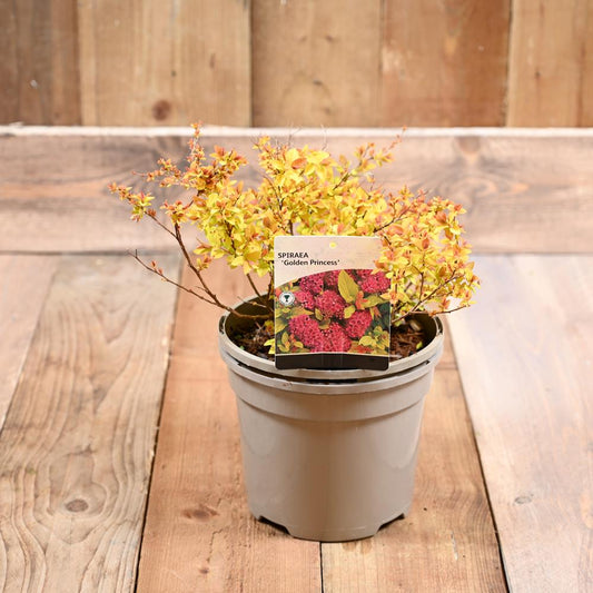Spiraea Japonica  Golden Princess 3L
