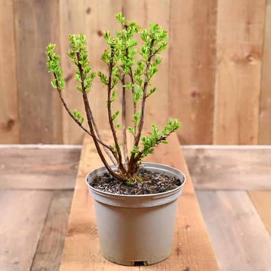 Spiraea Nipponica Snowmound 3L