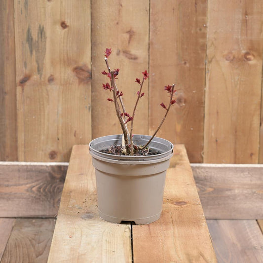 Spiraea Plumtastic 2L