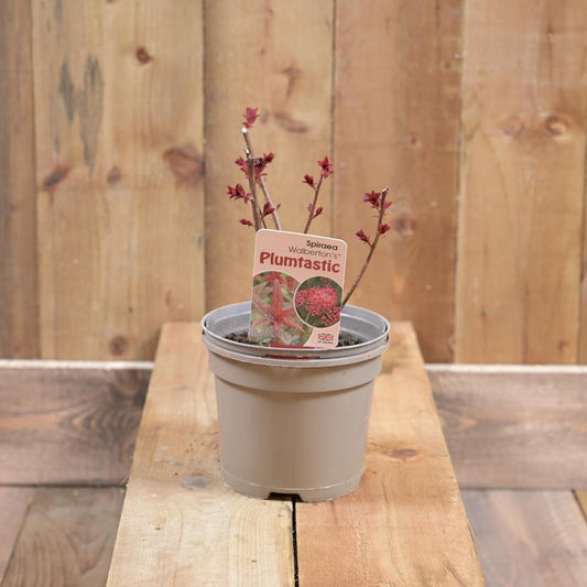 Spiraea Plumtastic 2L