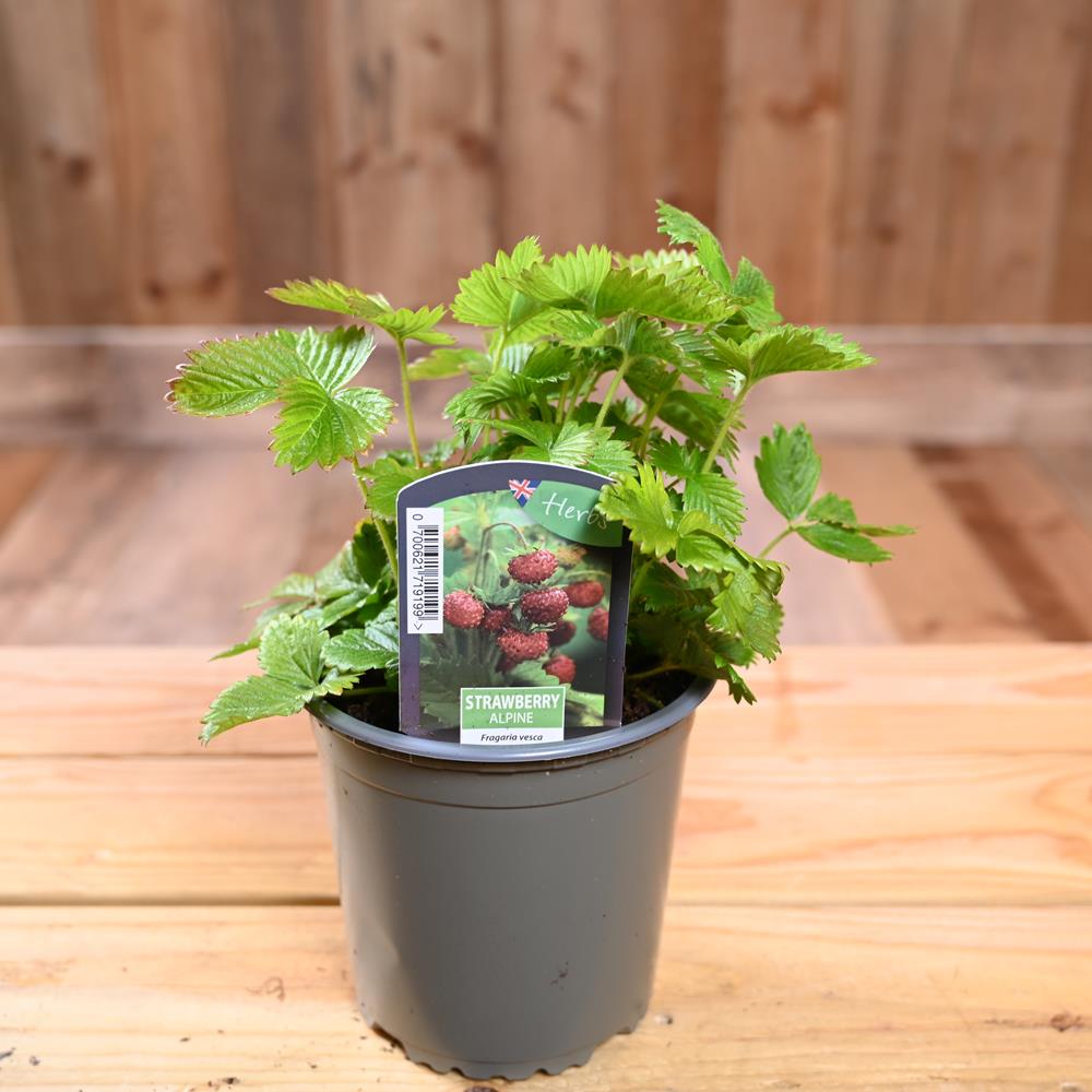 Strawberry Alpine - Fragaria Vesca   1L