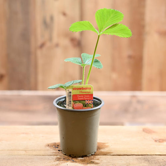 Strawberry Honeoye - Fragaria Ananassa  9 cm Pot