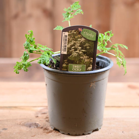 Sweet Cicely - Myrrhis Odorata 1L