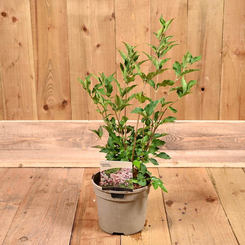 Syringa Miss Kim 3L