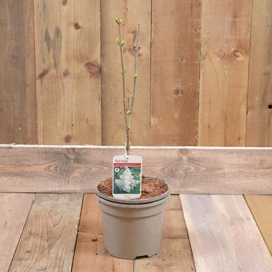Syringa Mme Lemoine 3L