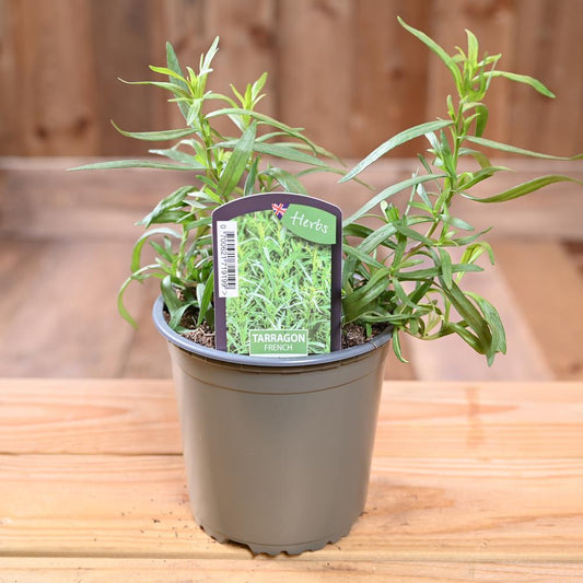 Tarragon French - Artemisia Dracunculus   1L