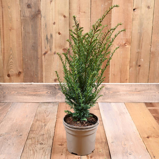 Taxus Baccata 3L