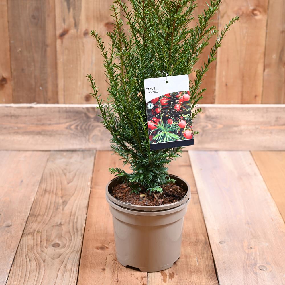 Taxus Baccata 3L