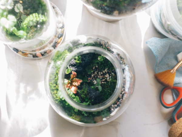 Terrarium Workshop