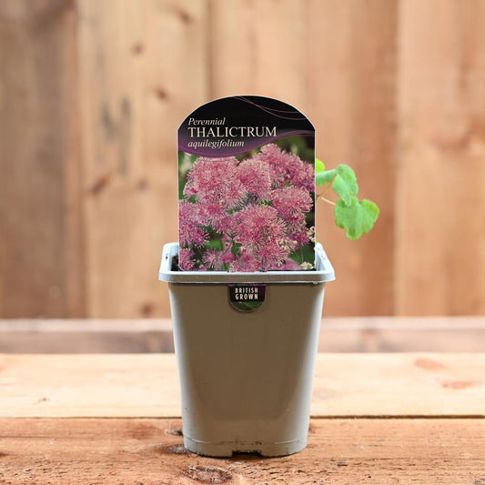 Thalictrum Aquilegifolium 1L