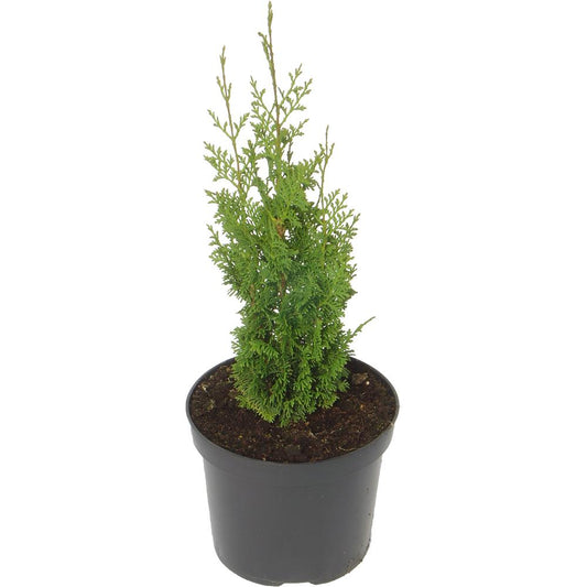 Thuja Occidentalis Brobecks Tower 3L