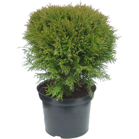 Thuja Occidentalis Danica 3L