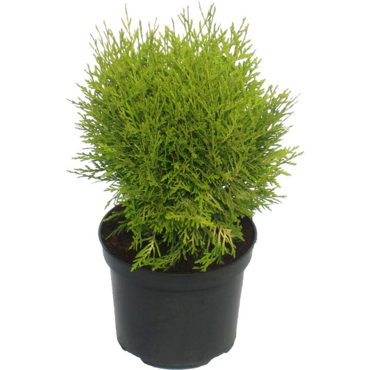 Thuja Occidentalis Danica Aurea 3L