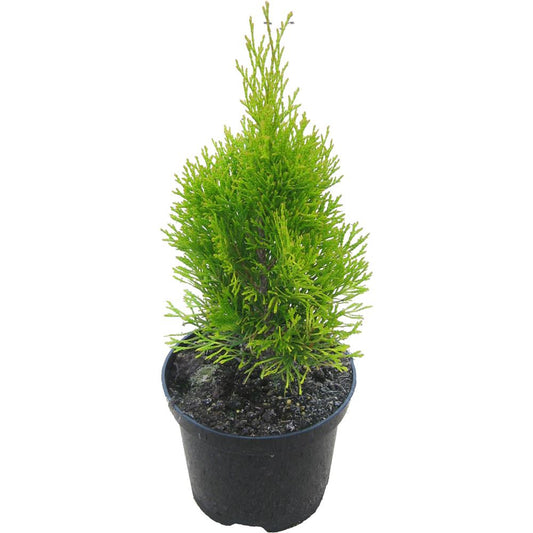 Thuja Occidentalis Golden Smaragd 3L