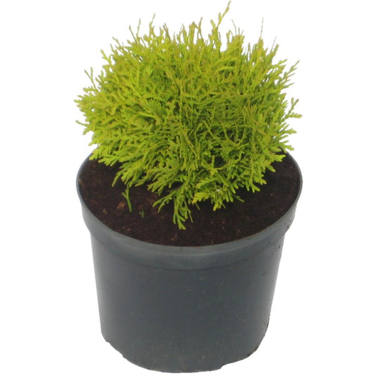 Thuja Occidentalis Mirjam 3L