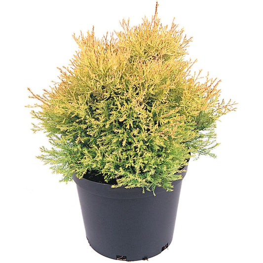 Thuja Occidentalis Rheingold 3L
