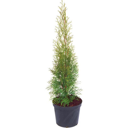 Thuja Occidentalis Smaragd 7L