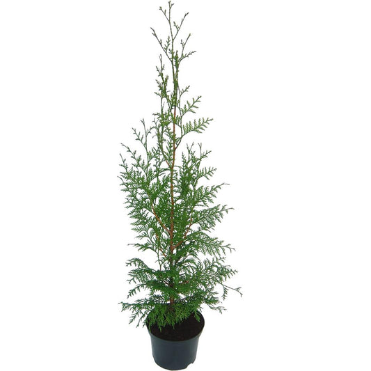 Thuja Plicata Gelderland 3L