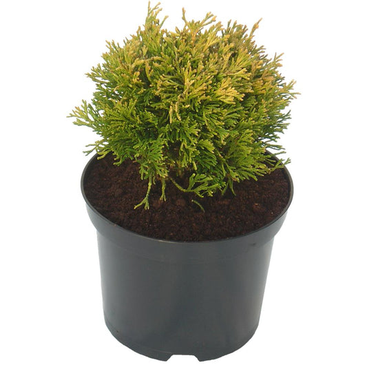 Thuja Plicata Rogersii 3L