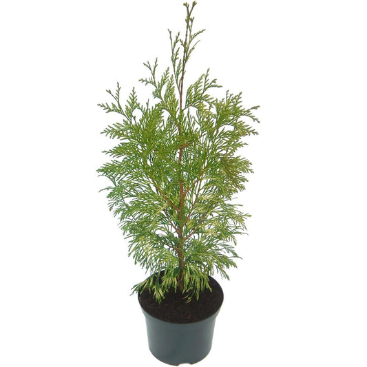 Thuja Plicata Zebrina 3L