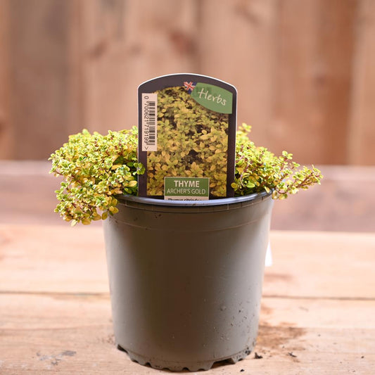 Thyme Archers Gold - Thymus Citriod.  1L