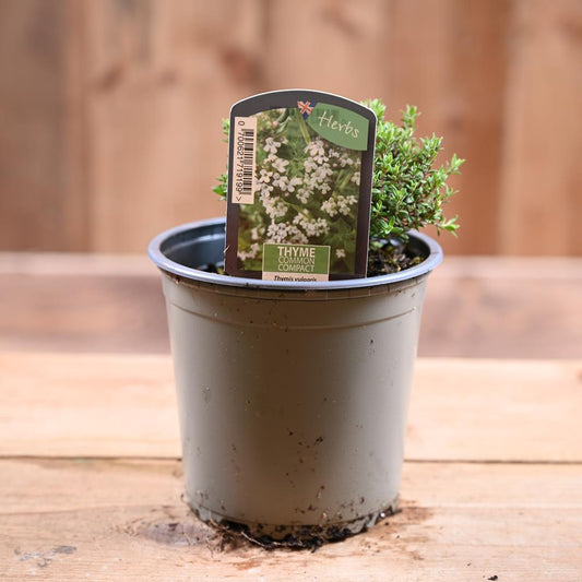 Thyme Common - Thymus Vulgaris Compactus 1L