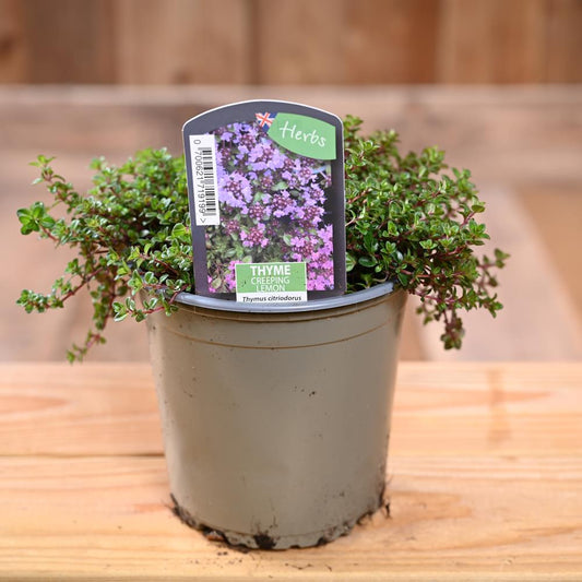 Thyme Creeping Lemon - Thymus Citriod.  1L