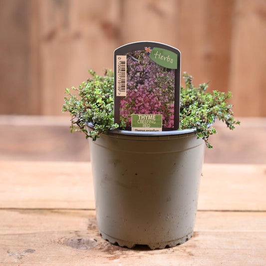 Thyme Creeping Red - Thymus Serpyllum  1L