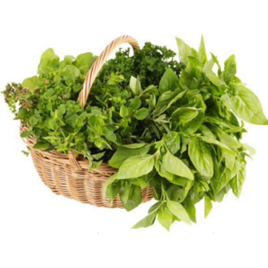 Thyme Foxley - Thymus Pulegioides  1L