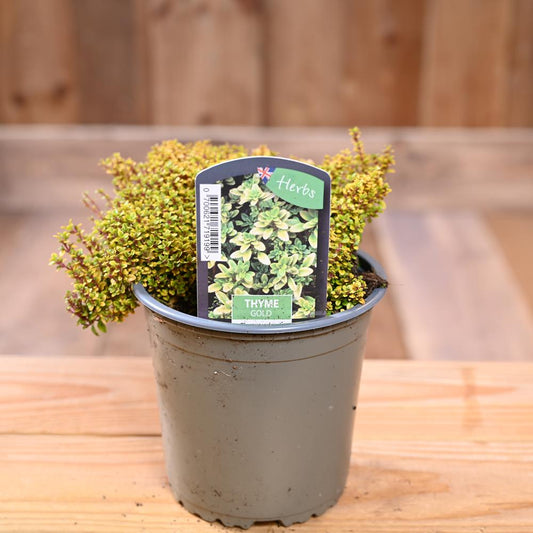 Thyme Gold - Thymus 1L