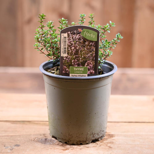 Thyme Lemon - Thymus Citriodorus 1L