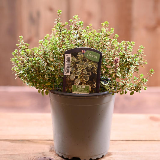 Thyme Lemon Variegated - Thymus Citriod. 'Aureus' 1L