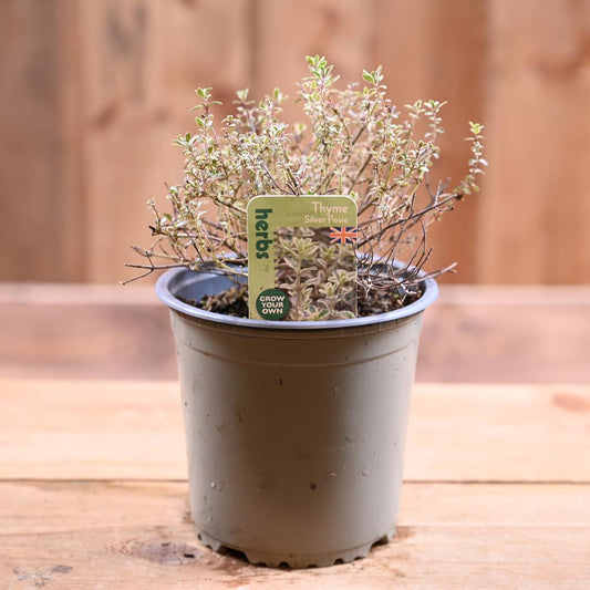 Thyme Silver Posie - Thymus Vulgaris  1L