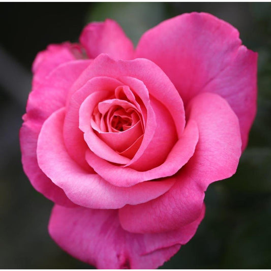 Timeless Pink  3L