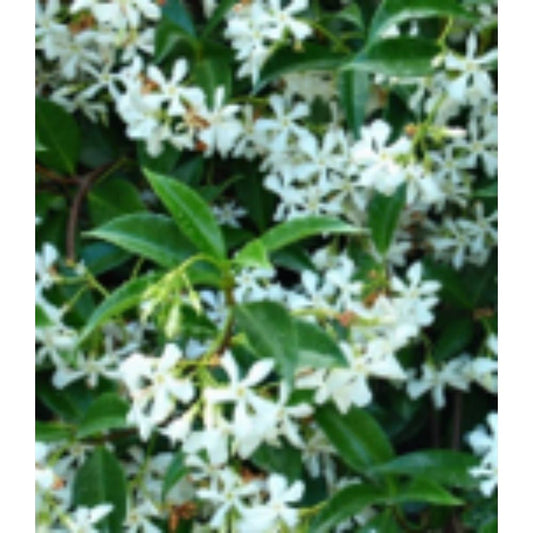 Trachelospermum Jasminoides 3L Pot