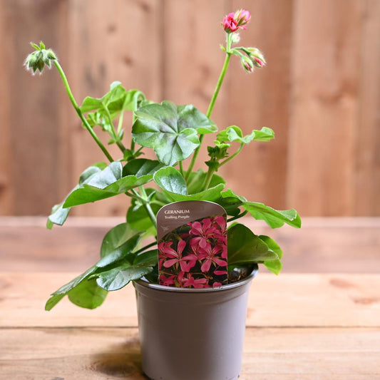 Trailing Geranium 10.5cm Purple