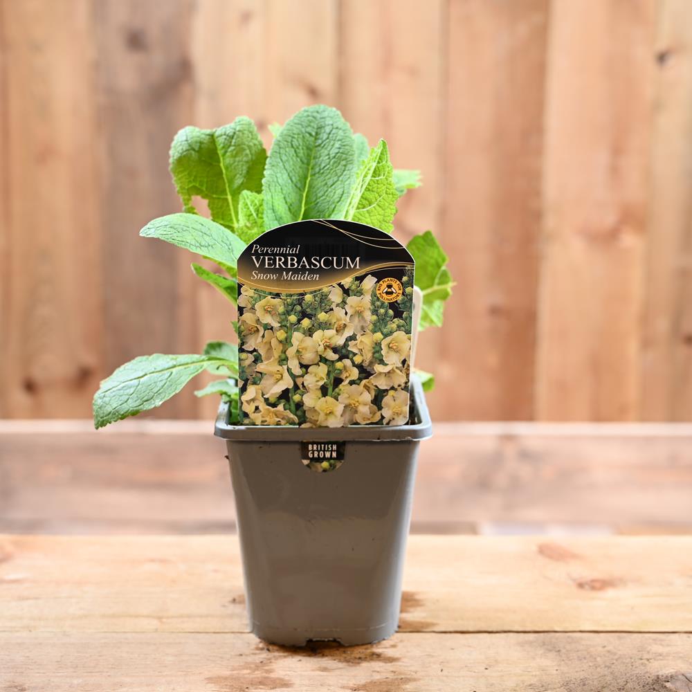 Verbascum Snow  Maiden 1L