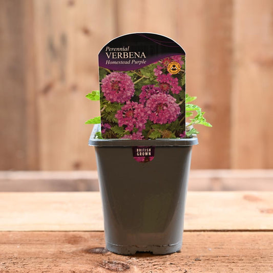Verbena Homestead Purple 1L