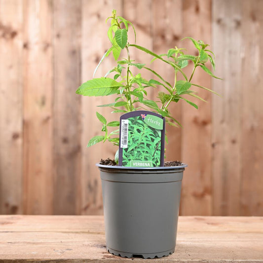 Verbena Lemon-Aloysia Triphylla 1L