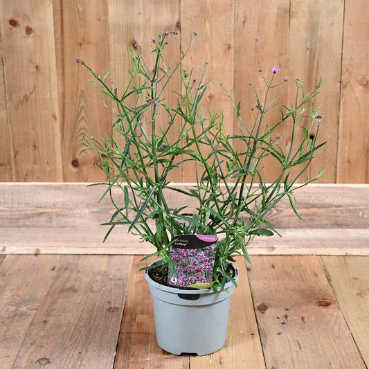 Verbena Rigida 3L