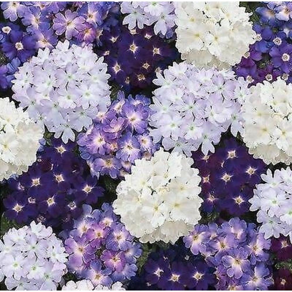 Verbena Waterfall 6 Pack