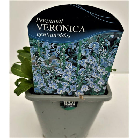 Veronica Gentianiodes 1L