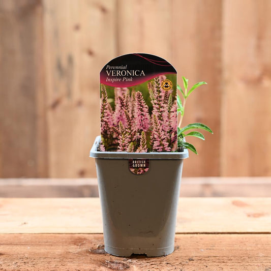 Veronica Inspire Blue 1L