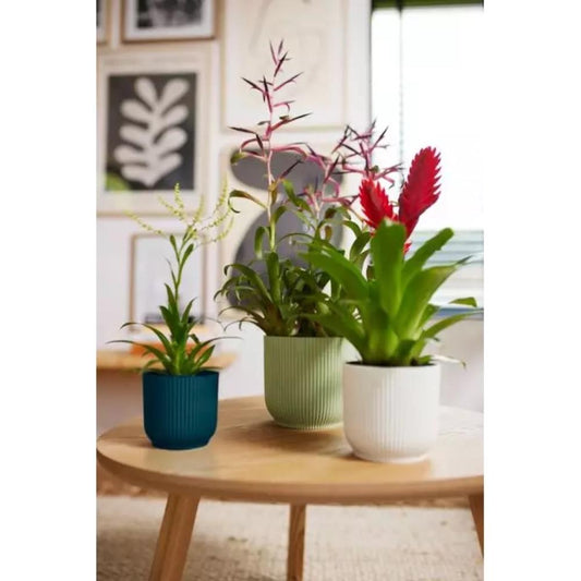 Vibes Fold Round Mini 9Cm Sorbet Green